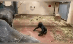 Happy Sisters Day Monkeys GIF