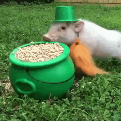 Happy St Patricks Day Leprechaun Pig GIF