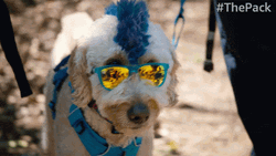 Happy Summer Dogpool GIF