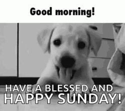 Happy Sunday Blessings Good Morning Greetings Cute Puppy GIF