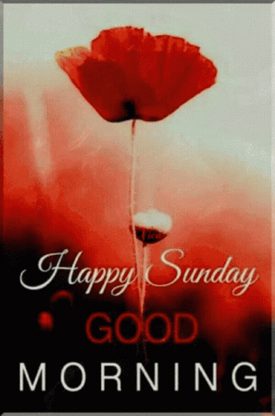 Happy Sunday Good Morning Card With Red Flower GIF