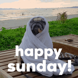 Happy Sunday Pug In Beach