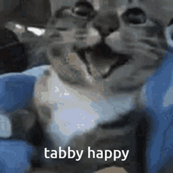 Happy Tabby Cat Laughing Meme GIF
