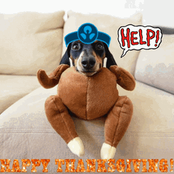 Happy Thanksgiving Dog In Turkey Costume GIF