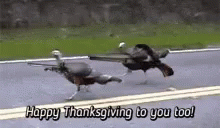Happy Thanksgiving Turkey Hunt GIF