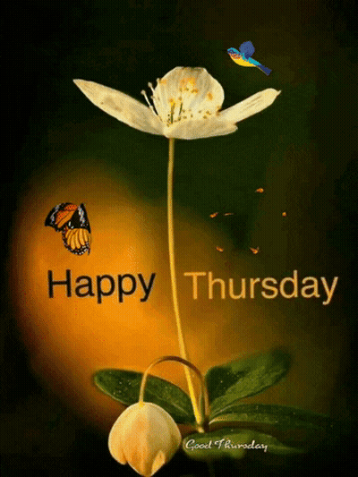 Happy Thursday Card With Flower And Butterfly GIF