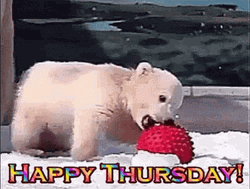 Happy Thursday Funny Polar Bear Playing Ball GIF