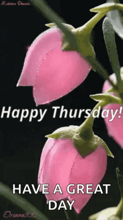 Happy Thursday Pink Flowers Have a Great Day