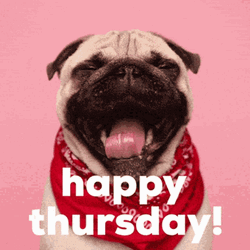 Happy Thursday Pug