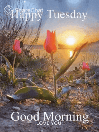 Happy Tuesday Flowers GIF