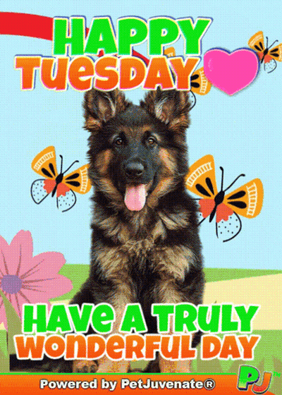 Happy Tuesday With German Shepherd Puppy GIF