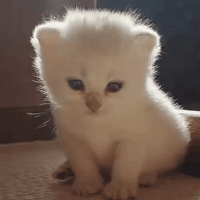 Happy Tummy Full Of Noms GIF