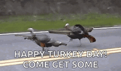 Happy Turkey Day Come Get Some GIF