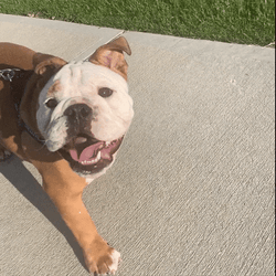 Happy Walking Dog GIF