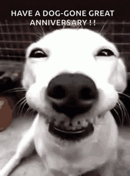 Happy Wedding Anniversary Funny Grinning Dog GIF