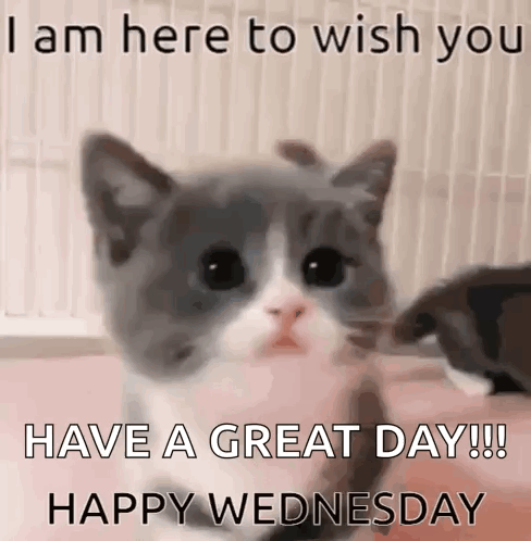 Happy Wednesday GIF