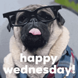 Happy Wednesday Morning Pug Wearing Glasses GIF