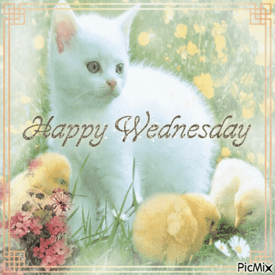 Happy Wednesday White Kitten And Chicks GIF
