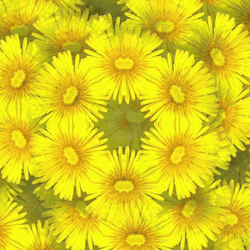 Happy Wild Sunflowers Kaleidoscope GIF
