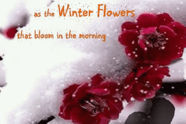 Happy Winter Saturday Winter Flowers Bloom GIF