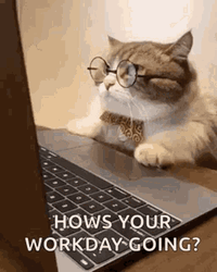Happy Work Anniversary Busy Cat GIF