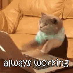 Hardworking Cat Fast Typing GIF