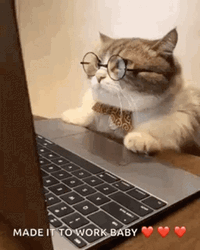 Hardworking Cat Wearing Eyeglasses GIF