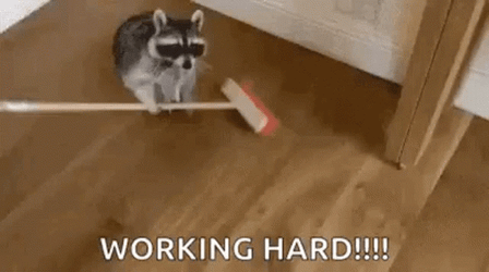 Hardworking Raccoon Sweeping In The Floor GIF