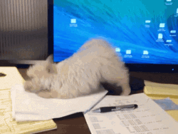 Hardworking White Puppy GIF