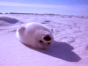 Harp Seal Is Stuffed GIF