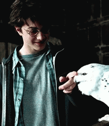 Harry Potter And Hedwig GIF