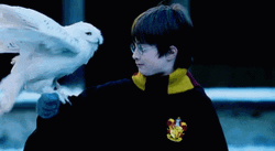 Harry Potter Hedwig Owl