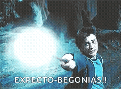 Harry Potter Is Holding A Wand In His Hand And Says Expecto-Begonias . GIF
