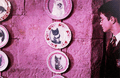 Harry Potter Looking At Cat Plates GIF