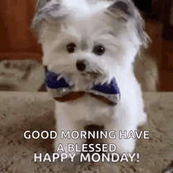 Have A Blessed Monday With Little Puppy GIF