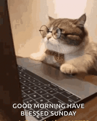 Have A Blessed Sunday Cat Computer GIF