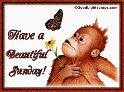 Have A Blessed Sunday Monkey Flower GIF