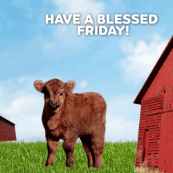 Have A Blessed Tuesday And Friday GIF