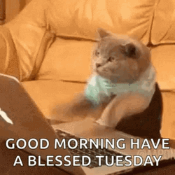 Have A Blessed Tuesday With Little Cat GIF