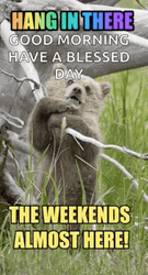 Have A Blessed Wednesday Adorable Cub GIF