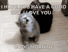 Have A Good Day Sleepy Cat GIF