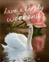 Have A Good Weekend Elegant Swan GIF