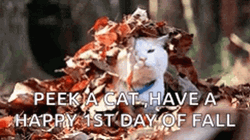 Have A Great First Day Of Fall Kitty GIF