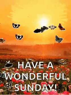 Have A Great Sunday Butterfly Flying GIF