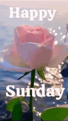 Have A Great Sunday Pink Rose GIF