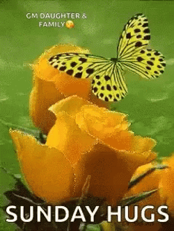 Have A Great Sunday Yellow Roses GIF