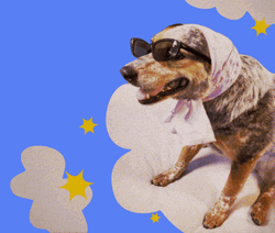 Have A Great Wednesday Cool Dog GIF