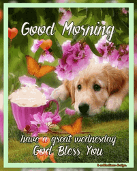 Have A Great Wednesday Golden Retriever GIF