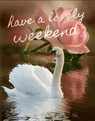 Have A Lovely Nice Weekend Swan Lake