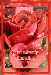 Have A Lovely Thursday Red Rose